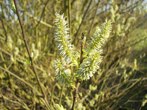 Image of goat willow