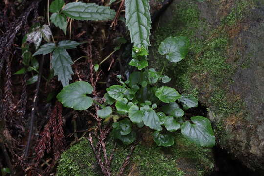 Imagem de Cardamine circaeoides Hook. fil. & Thomson