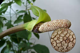 Image de Zamioculcas zamiifolia (G. Lodd.) Engl.