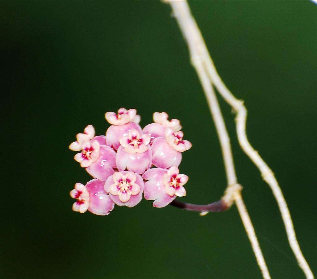 Image of Waxflowers