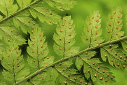 Image of Dryopteris amurensis (Milde) Christ