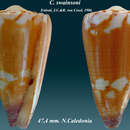 Image of Conus swainsoni Estival & Cosel 1986