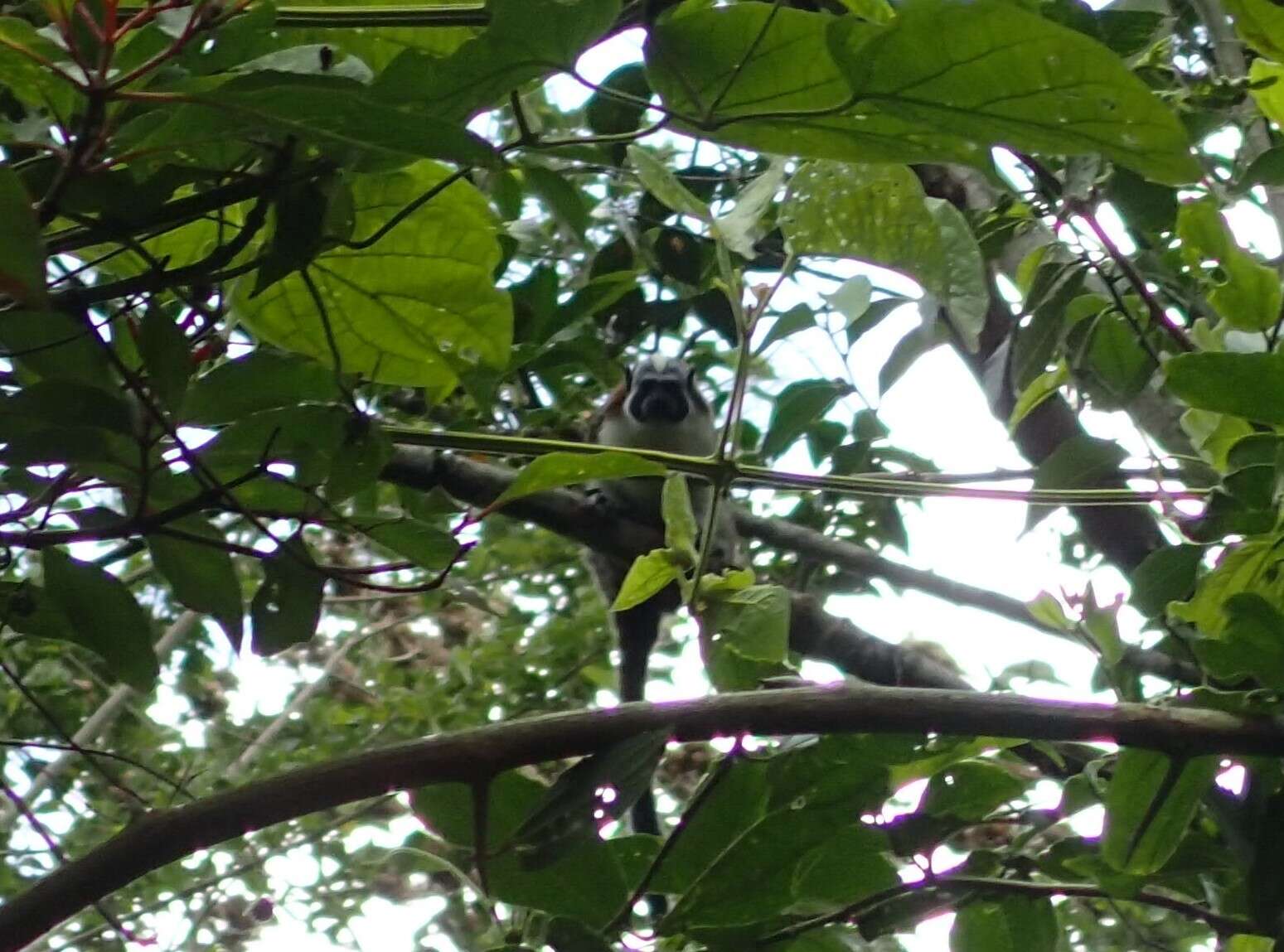 Image of Geoffroy's tamarin