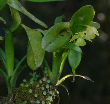 Image of Epidendrum hunterianum Schltr.