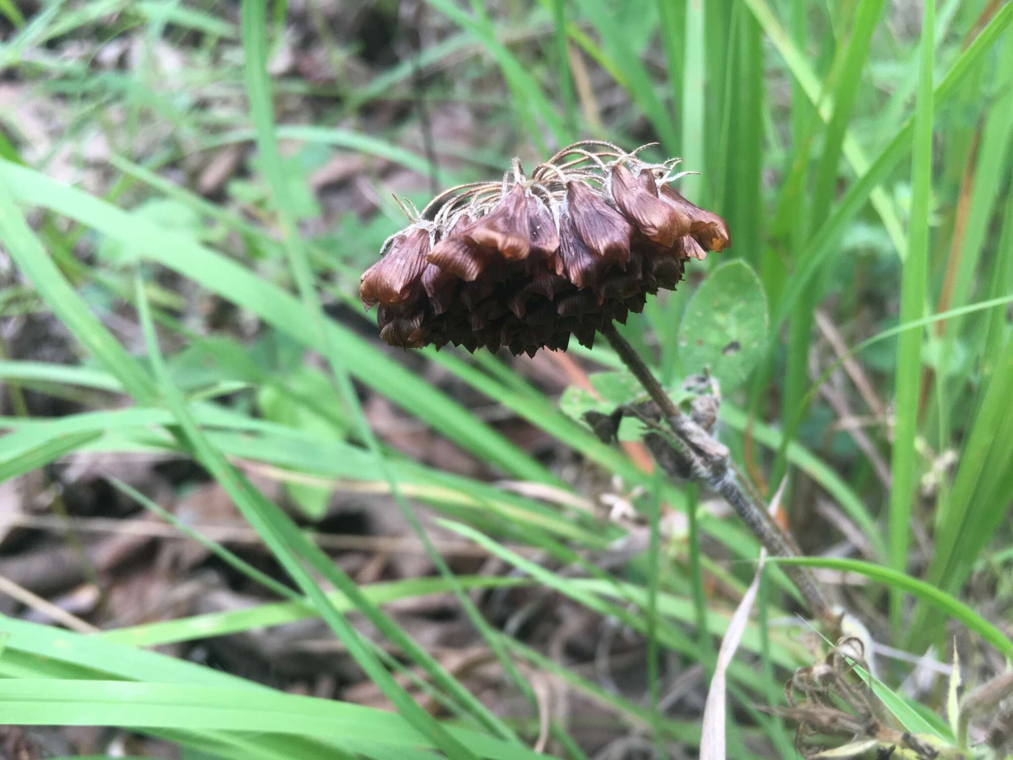 Sivun Trifolium reflexum L. kuva