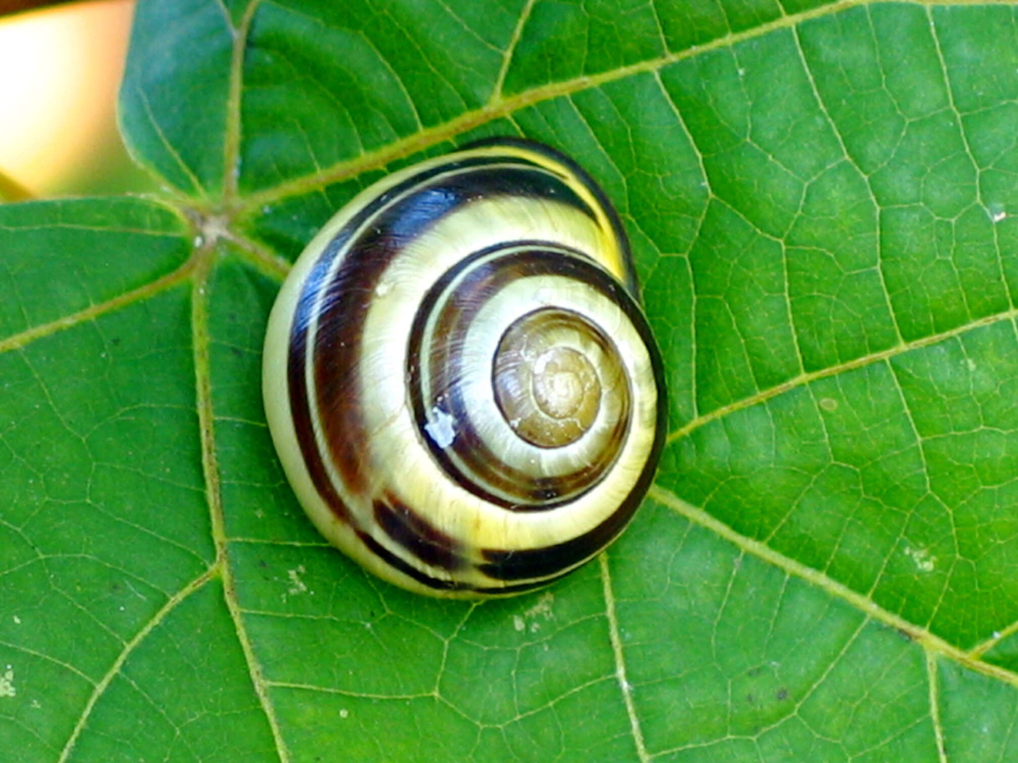 Image of Brown Lipped Snail