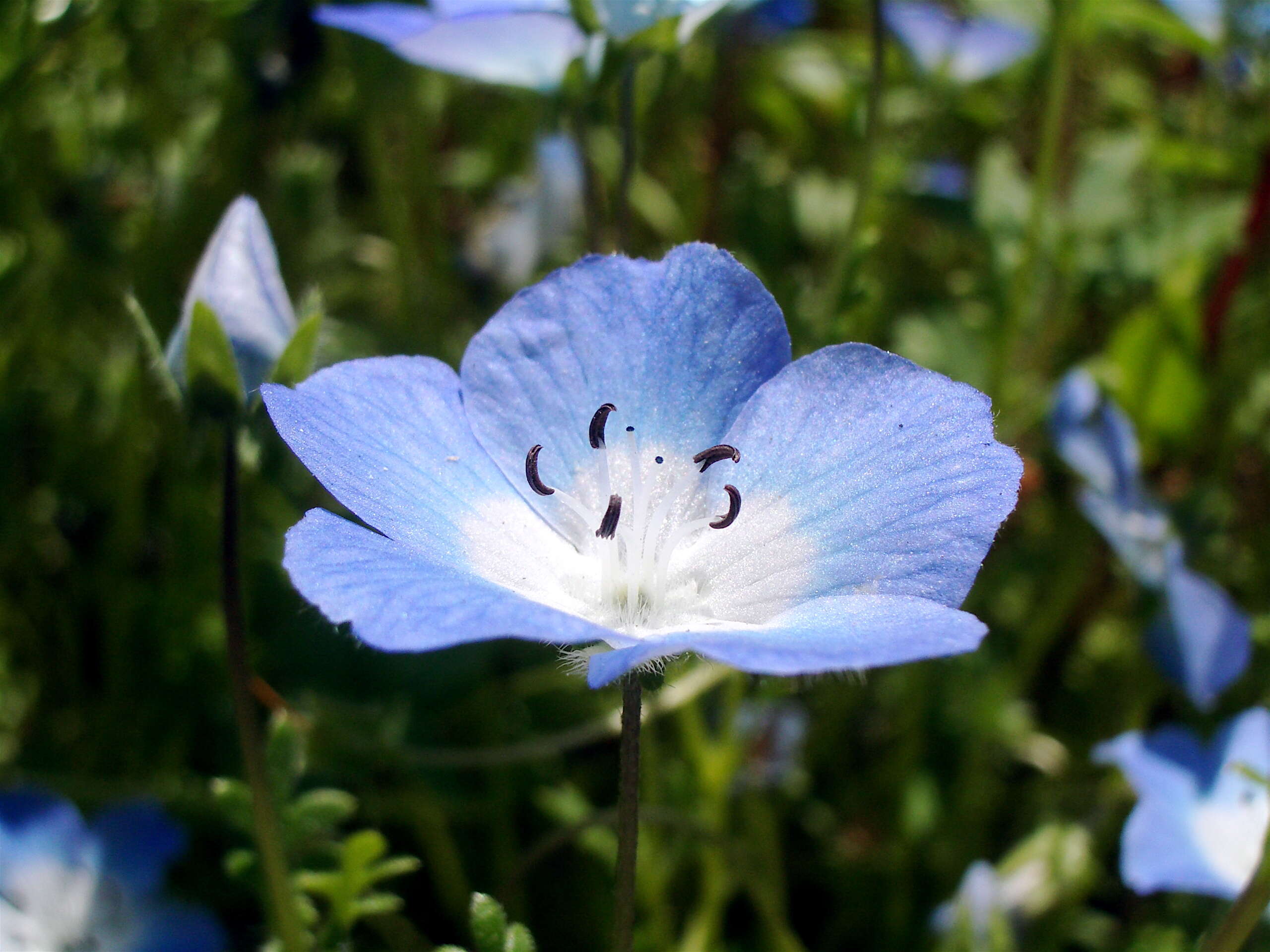 Image of baby blue eyes