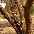 Image of Green Monkey