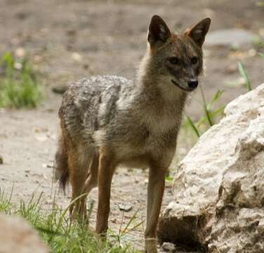 Image of European jackal