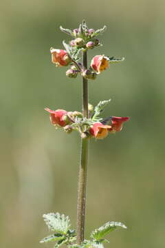 Image of Scrophularia grandiflora DC.