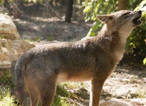 Image of European jackal