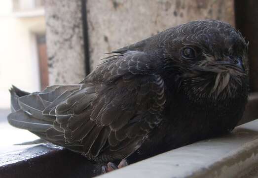 Image of swift, common swift