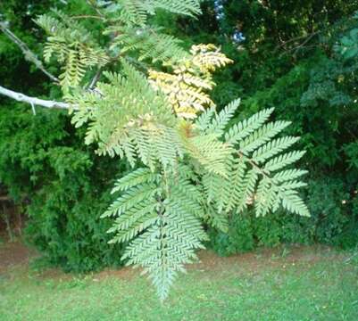 Image of Lomatia ferruginea R. Br.