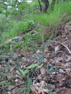 Lathyrus digitatus (M. Bieb.) Fiori resmi