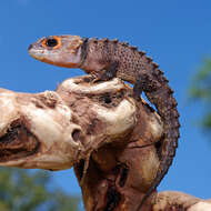 Image of Spiny Skink