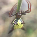 صورة Micrathena sagittata (Walckenaer 1841)