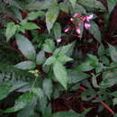 Image of Hylodesmum laxum subsp. laxum
