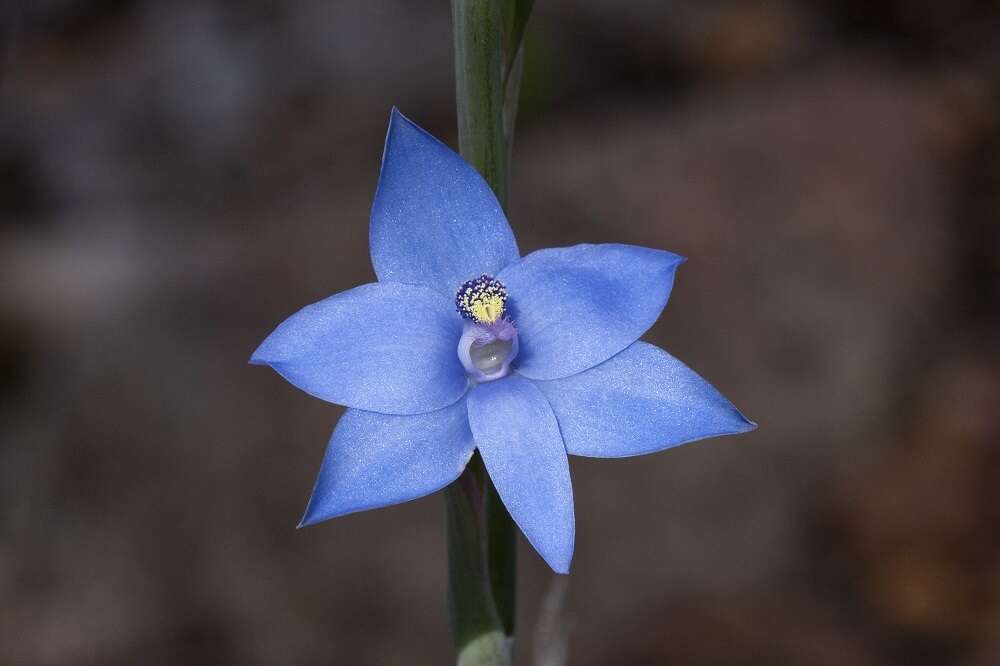 Image de Thelymitra crinita Lindl.