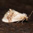 Image of Jeweled Tailed Slug Moth