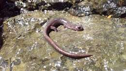 Image of Clouded Salamander