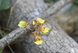 Trichocentrum ascendens (Lindl.) M. W. Chase & N. H. Williams的圖片