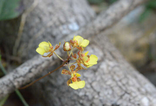 Image of Trichocentrum ascendens (Lindl.) M. W. Chase & N. H. Williams