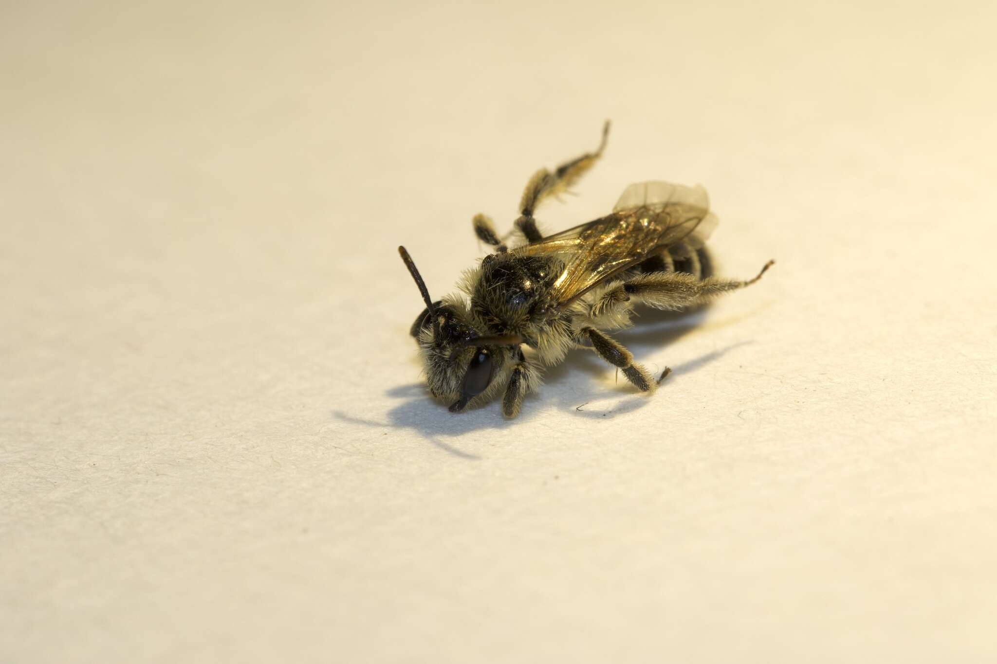 Image of Andrena canadensis Dalla Torre 1896