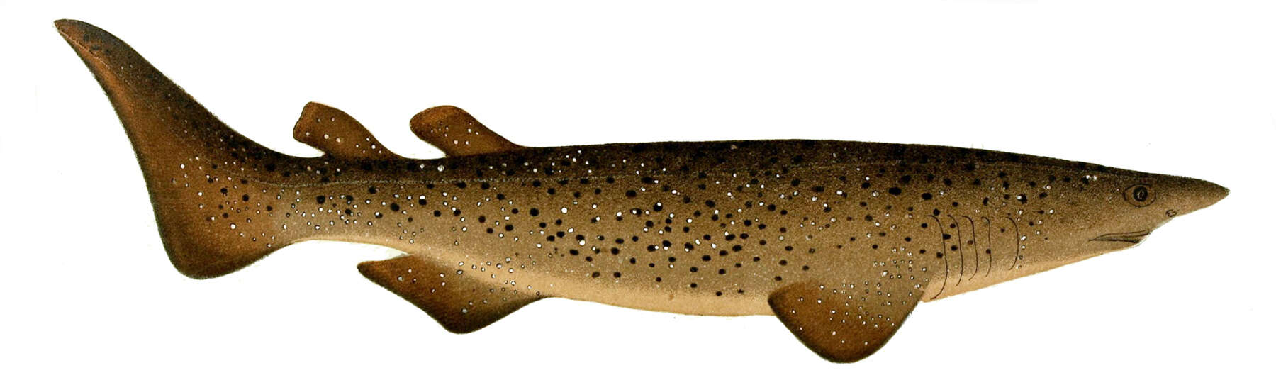 Image of Echinorhinus