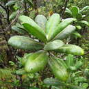 Image de Melicope clusiifolia (A. Gray) T. G. Hartley & B. C. Stone