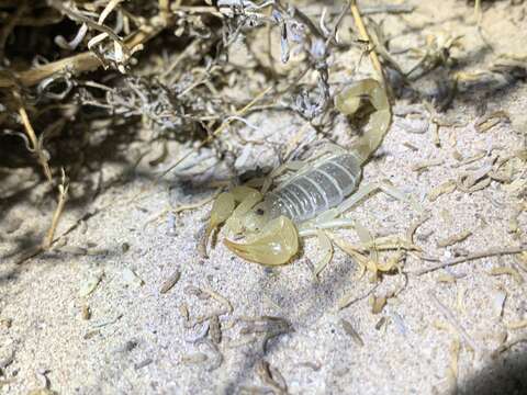 Plancia ëd Paruroctonus arenicola arenicola Haradon 1984