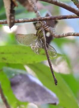 Image of Triacanthagyna trifida (Rambur 1842)