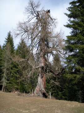 Plancia ëd Larix decidua Mill.