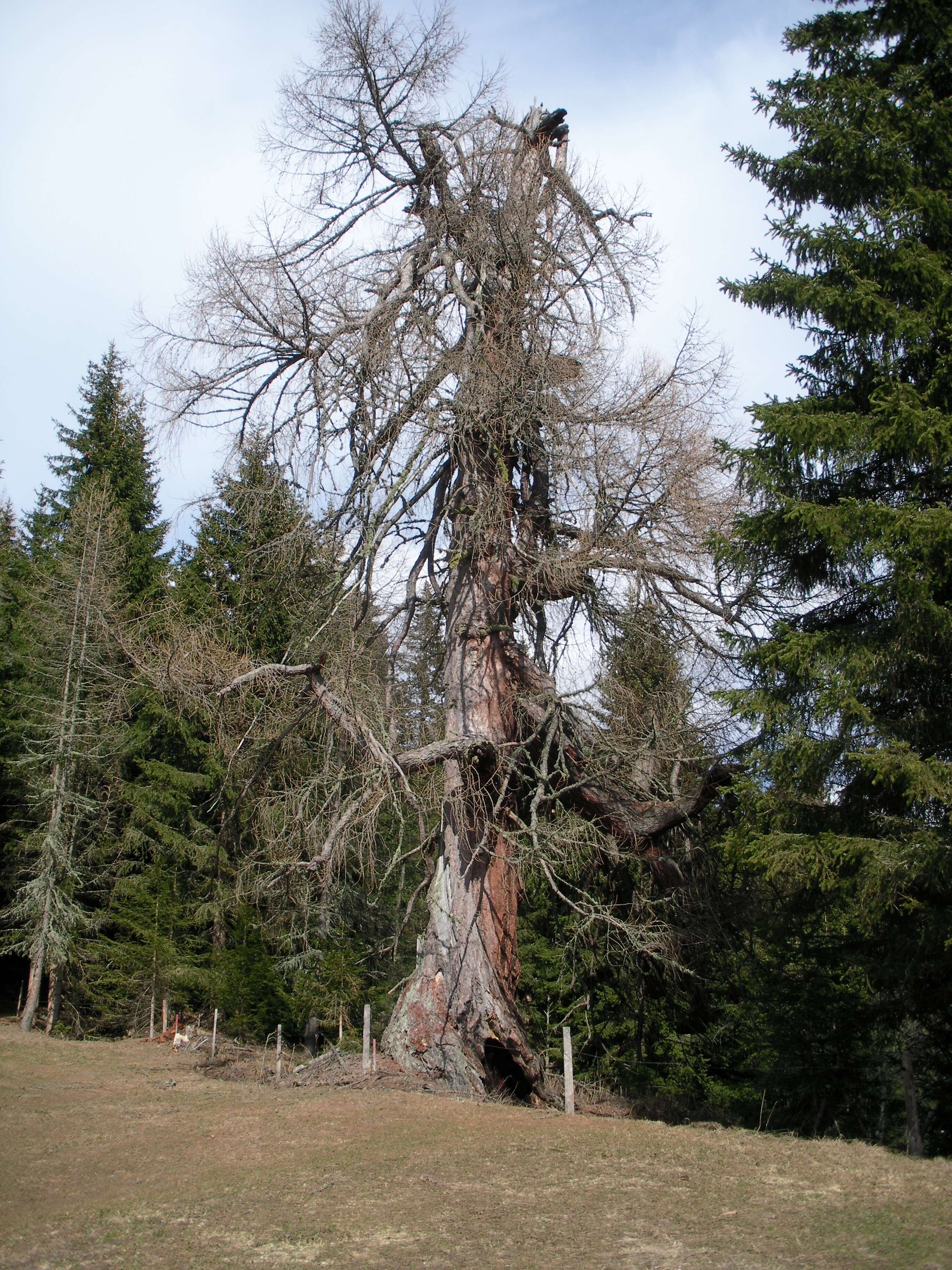 Image of European Larch