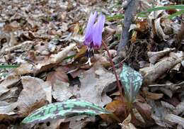 Image of Dog tooth lily