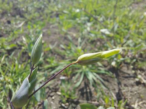 Cerastium perfoliatum L. resmi