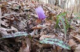 Image of Dog tooth lily