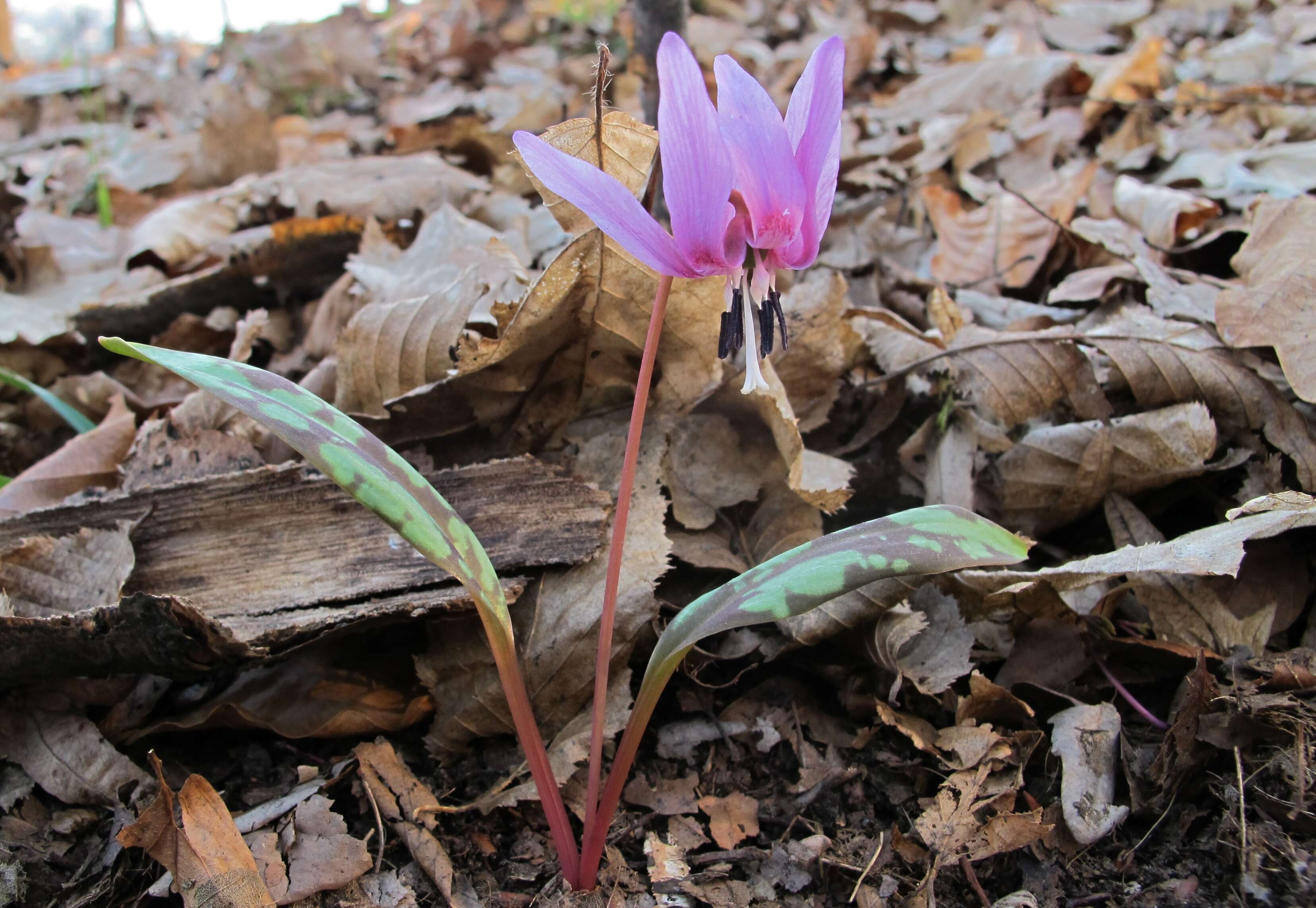 Image of Dog tooth lily