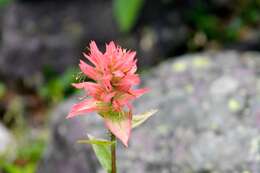 Image of giant red Indian paintbrush