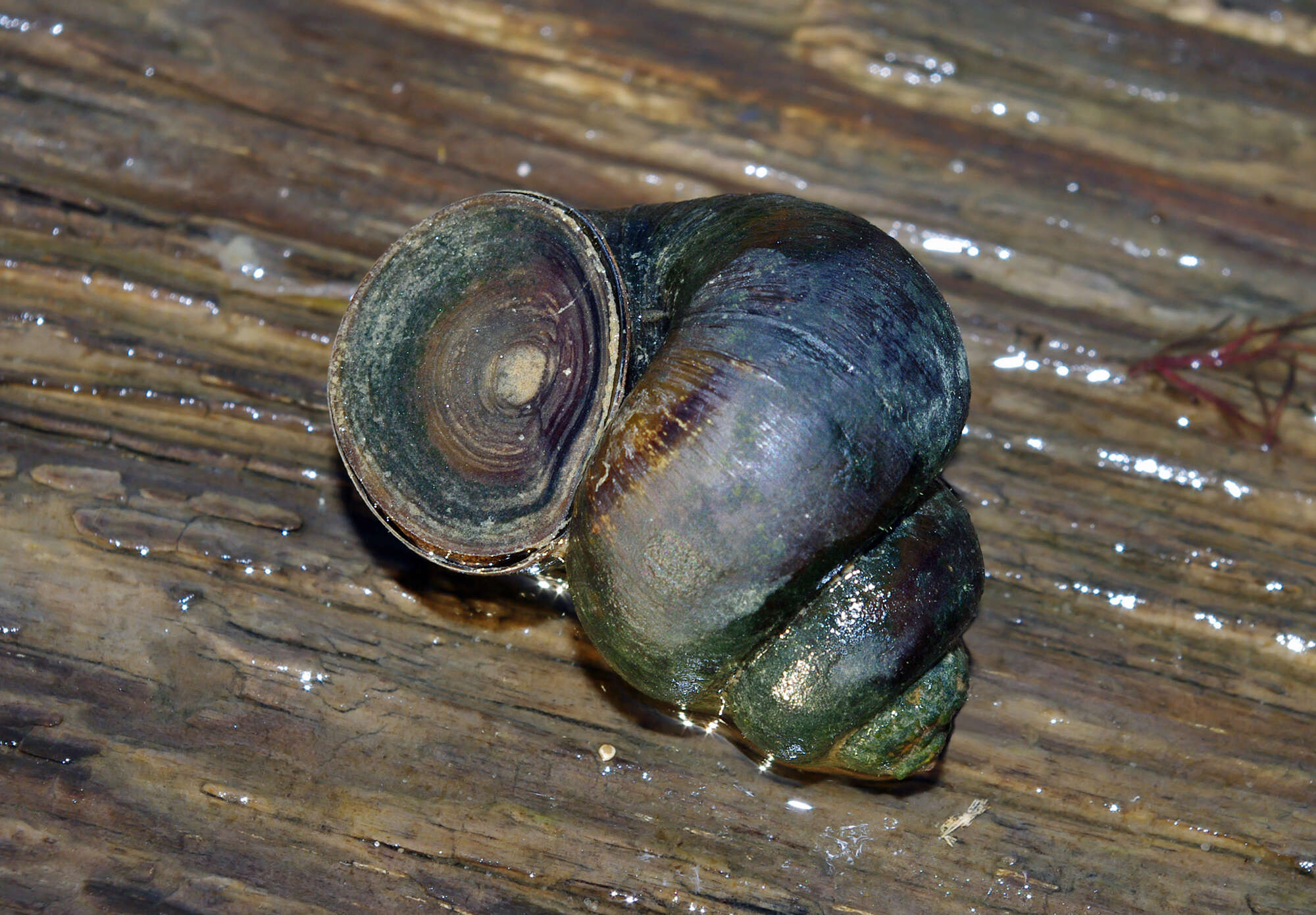 Image of Lister's River Snail