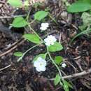 Image of Trigonotis radicans (Turcz.) Stev.