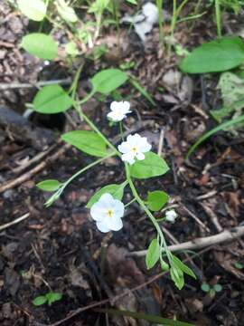 Image of Trigonotis radicans (Turcz.) Stev.