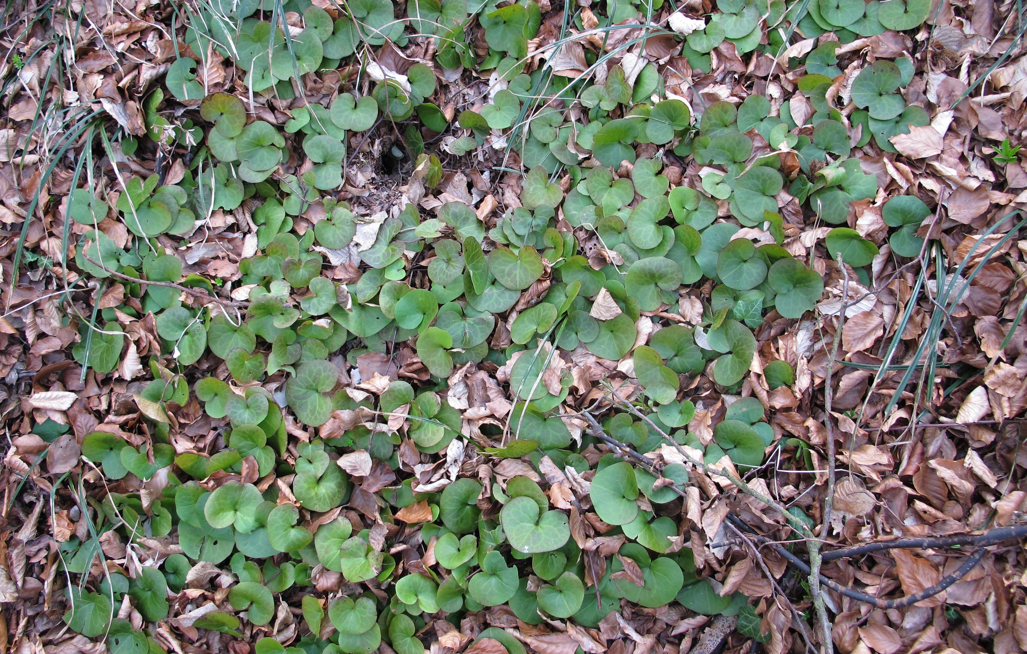 Image of European wild ginger