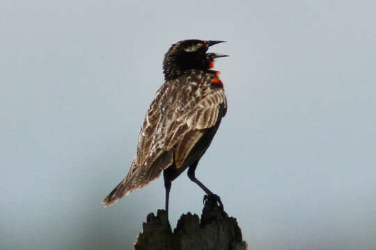 Image of Peruvian Meadowlark