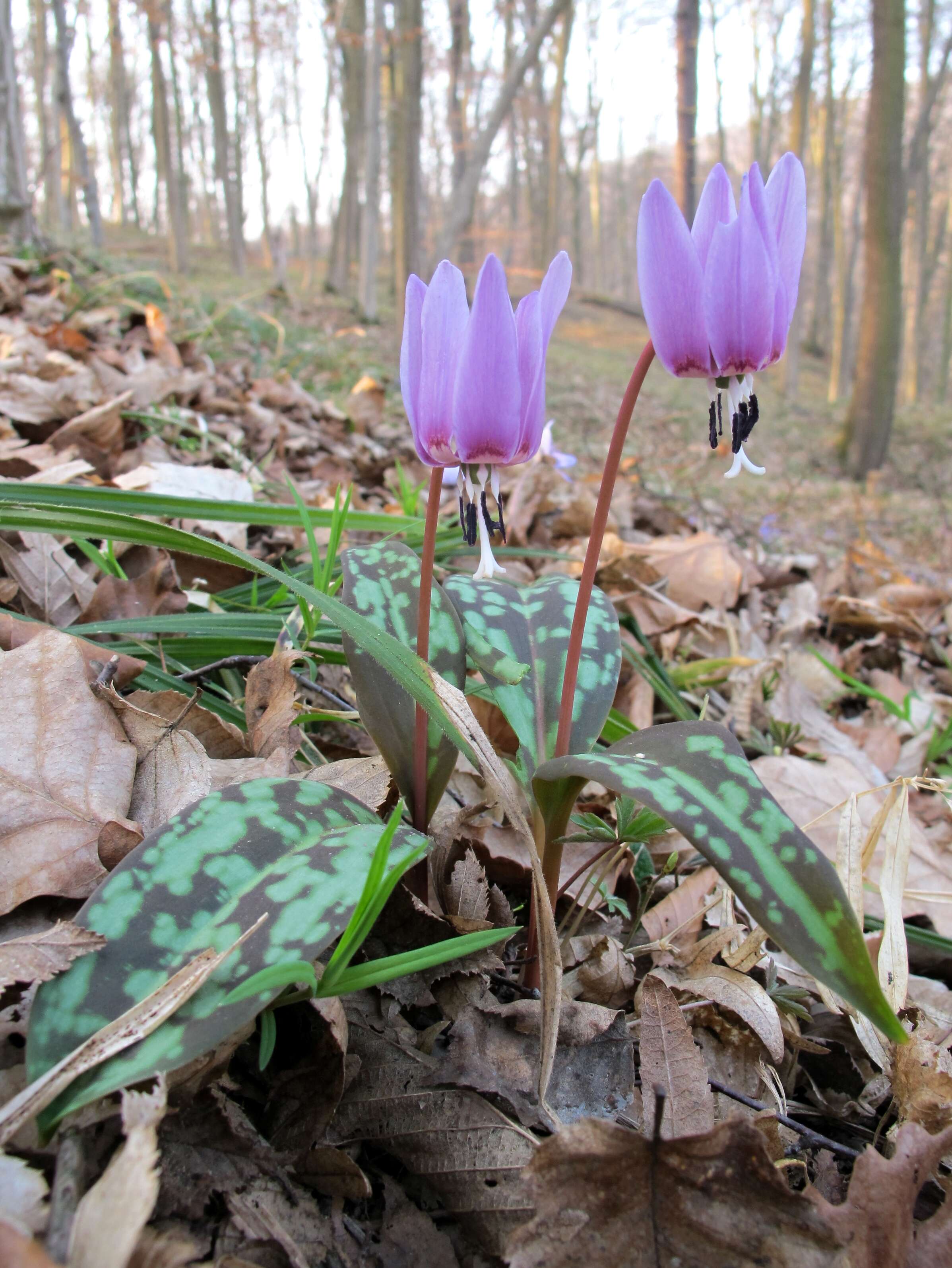 Image of Dog tooth lily