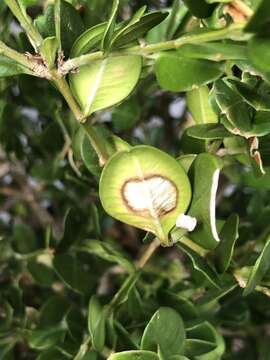 Image of Boxwood blight