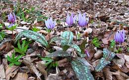 Image of Dog tooth lily