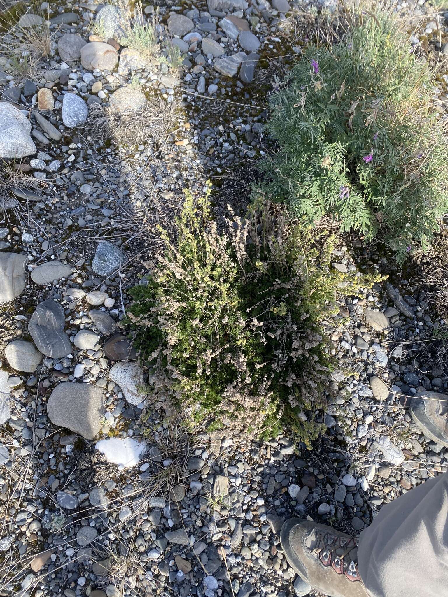 Image of Artemisia woodii (Neilson) C. W. Riggins