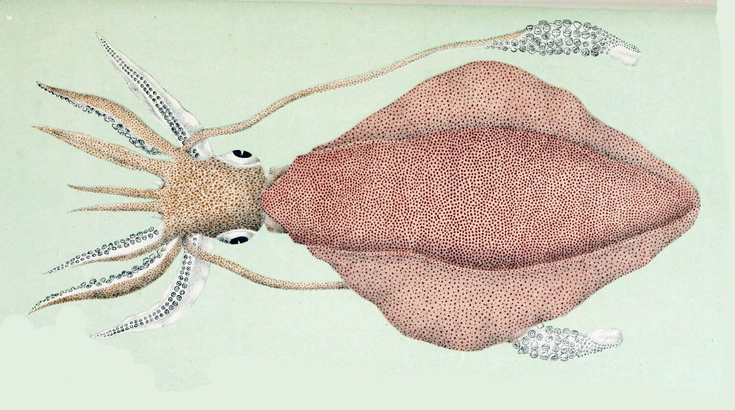 Image of Southern reef squid