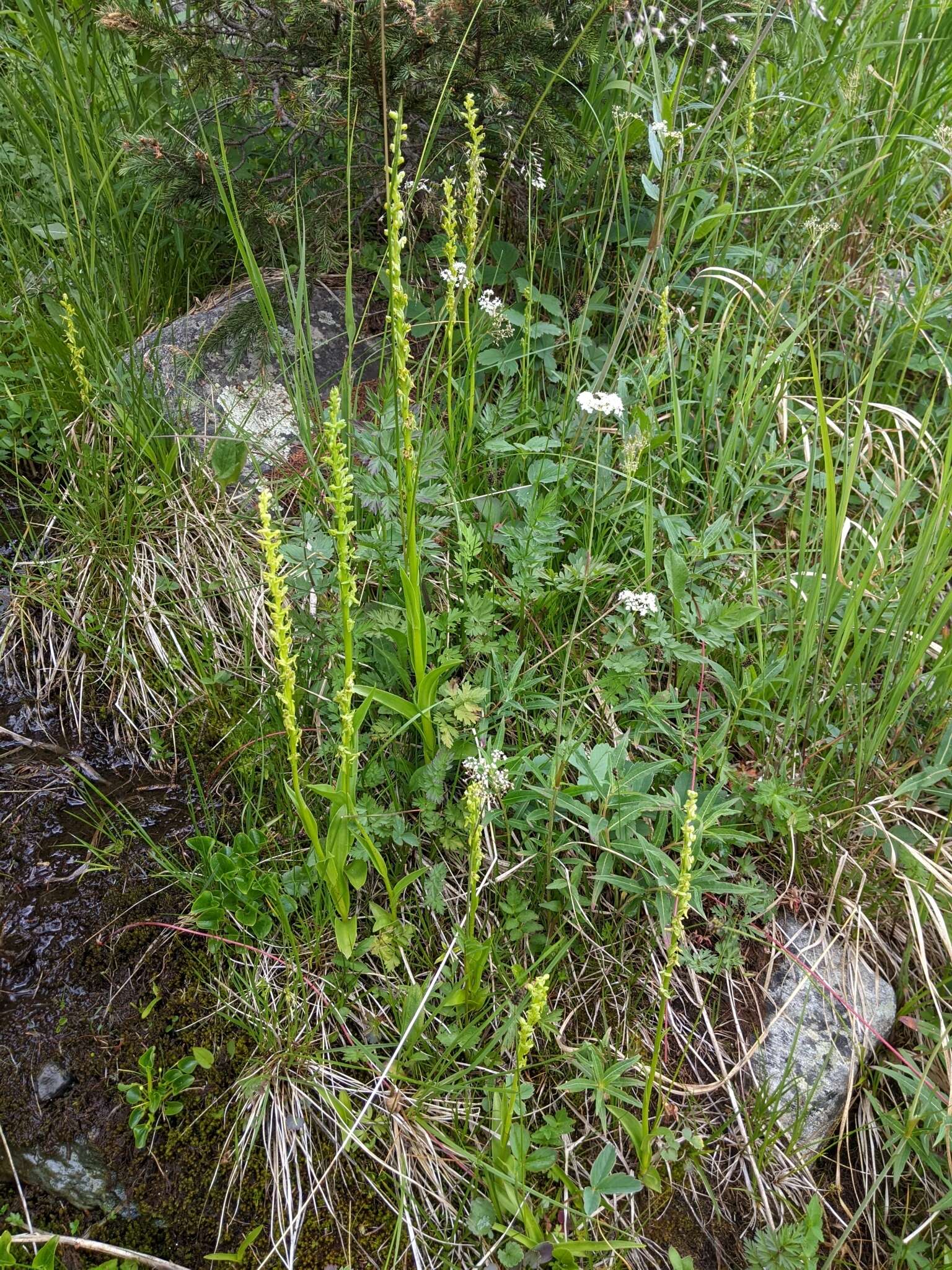 Image of purple-petal bog orchid