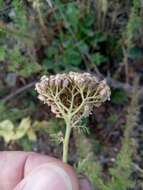 صورة Achillea ligustica All.